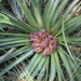 Puya nana - Photo (c) Ramon and Suzanne Vargas, some rights reserved (CC BY-SA), uploaded by Ramon and Suzanne Vargas