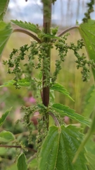 Urtica sondenii