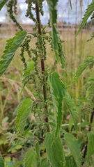 Urtica sondenii
