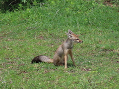 Vulpes bengalensis