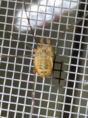 Leiobunum curvipalpe