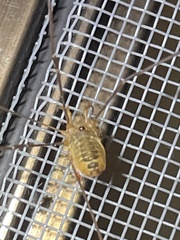 Leiobunum curvipalpe