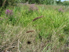 Alopecurus arundinaceus