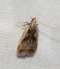 Dichomeris bilobella