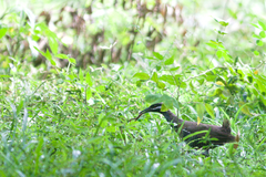 Gallirallus torquatus