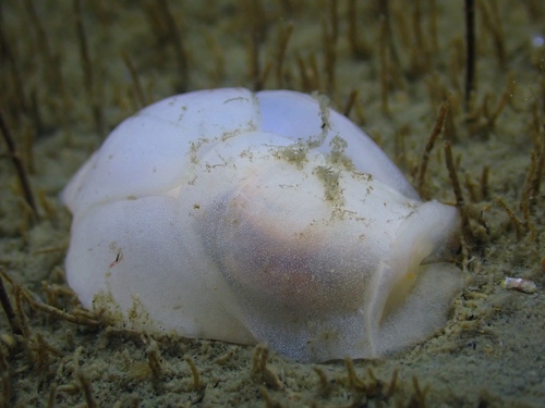 Lobe Shell, Zeeuwse meren, 158_13_400, NL, photo 9 of 10