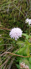 Scabiosa nitens