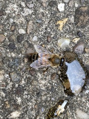 Apis mellifera