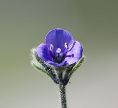 Veronica bellidioides