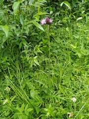 Cirsium rivulare