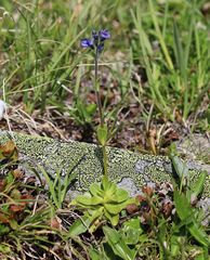 Veronica bellidioides