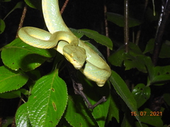 Craspedocephalus gramineus