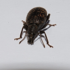 Otiorhynchus