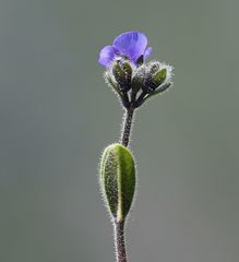 Veronica bellidioides