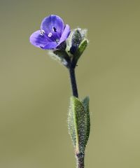 Veronica bellidioides