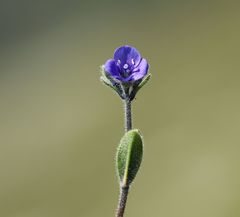 Veronica bellidioides