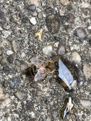Apis mellifera