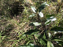 Ehretia saligna membranifolia