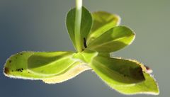 Veronica bellidioides