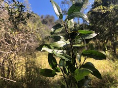 Ehretia saligna membranifolia