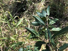 Ehretia saligna membranifolia