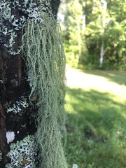 Usnea barbata