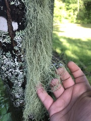 Usnea barbata