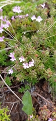 Thymus caespititius