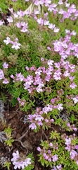 Thymus caespititius