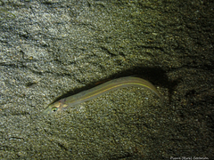 Ammodytidae