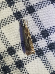 Microcrambus kimballi