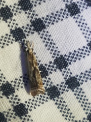 Microcrambus kimballi