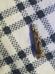 Microcrambus kimballi