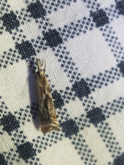 Microcrambus kimballi