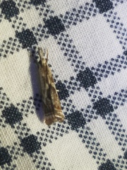 Microcrambus kimballi