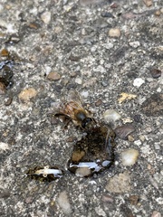 Apis mellifera