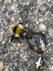 Bombus