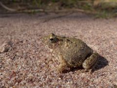 Phrynobatrachus natalensis