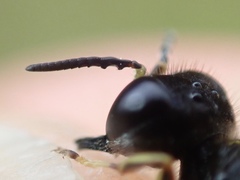 Ectemnius lapidarius