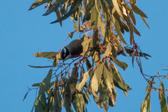 Melithreptus gularis gularis