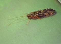 Hydropsychoidea