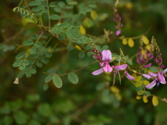 Indigofera cassioides