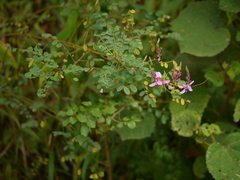 Indigofera cassioides