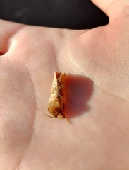 Triodia sylvina