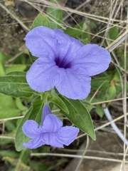 Ruellia spectabilis