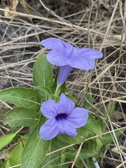 Ruellia spectabilis