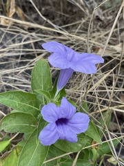 Ruellia spectabilis