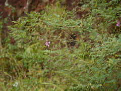 Indigofera cassioides