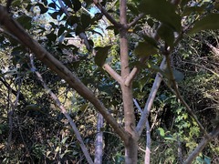 Psydrax odorata odorata