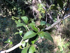 Psydrax odorata odorata